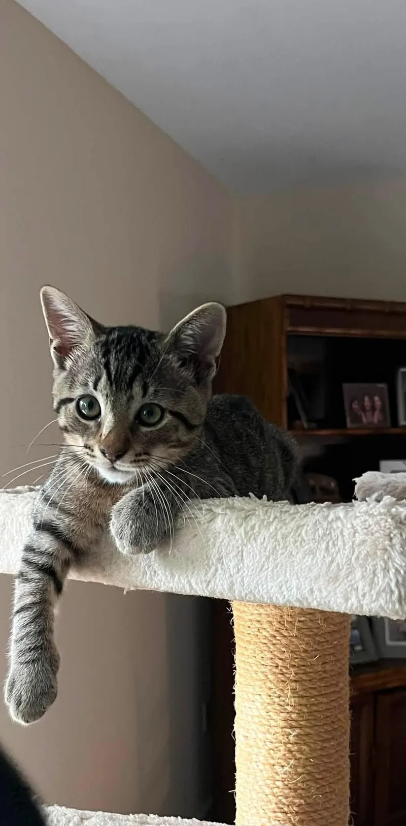 Simba thumbnail 2