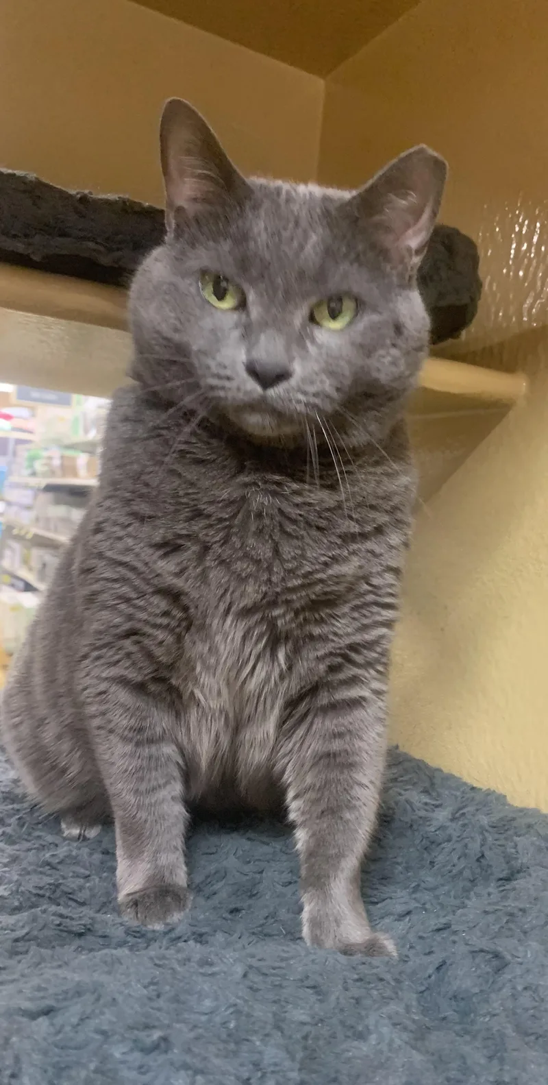 An adult medium-sized female Gray / Blue / Silver Domestic Short Hair cat named Lucky Girl for adoption in Port Jefferson Station, NY