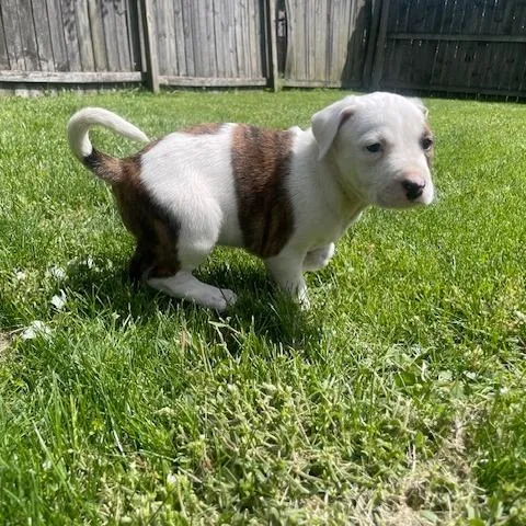 A baby small-sized male White / Cream Shepherd dog named Reed for adoption in Dayton, OH