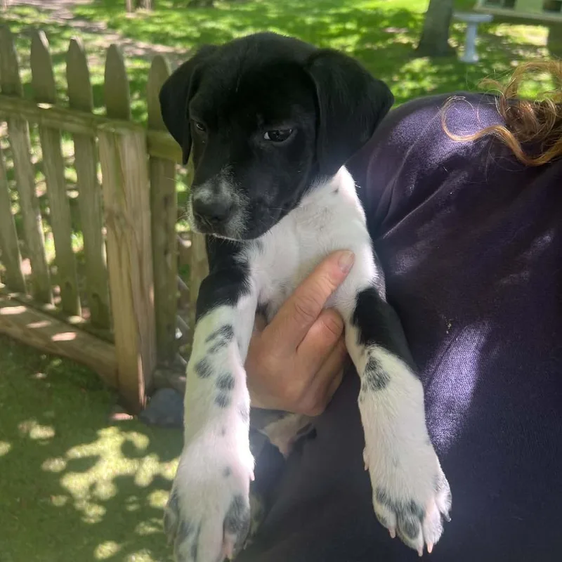 A baby medium-sized male Black Mixed Breed dog named Callaway for adoption in Hampton Bays, NY