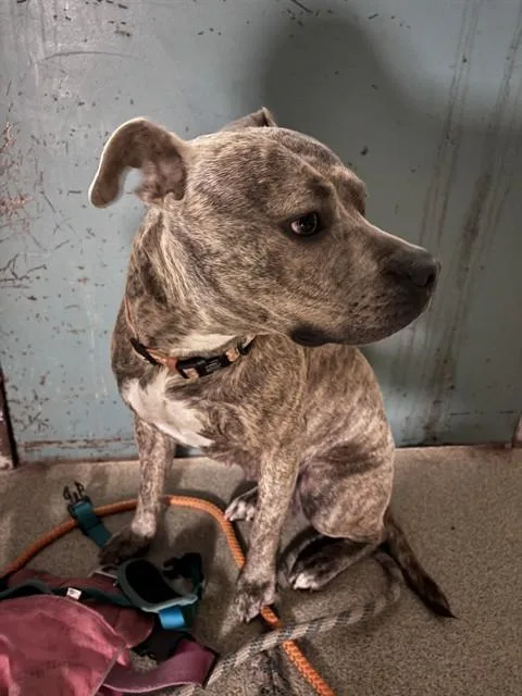 An adult medium-sized female Staffordshire Bull Terrier dog named Shay for adoption in Oklahoma City, OK