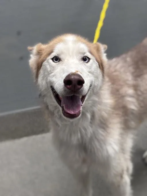 An adult large-sized male Siberian Husky dog named Suede for adoption in Las Vegas, NV