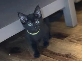 A baby medium-sized male Black Domestic Short Hair cat named Gio for adoption in Lemoyne, PA