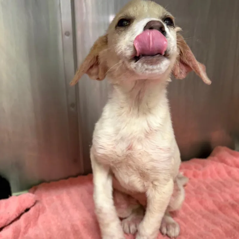 Ingrid Goes West thumbnail 2