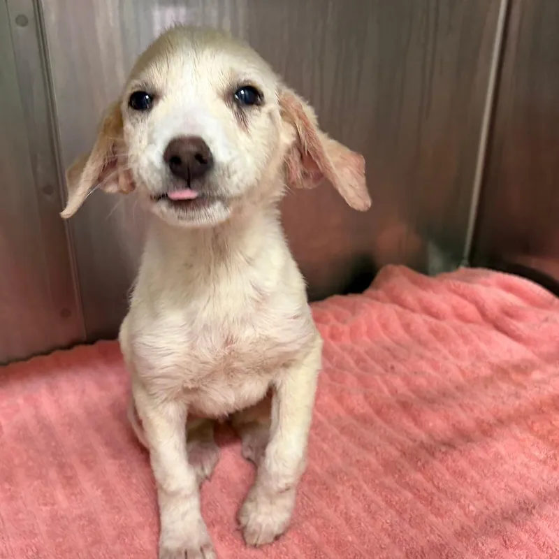 Ingrid Goes West thumbnail 3