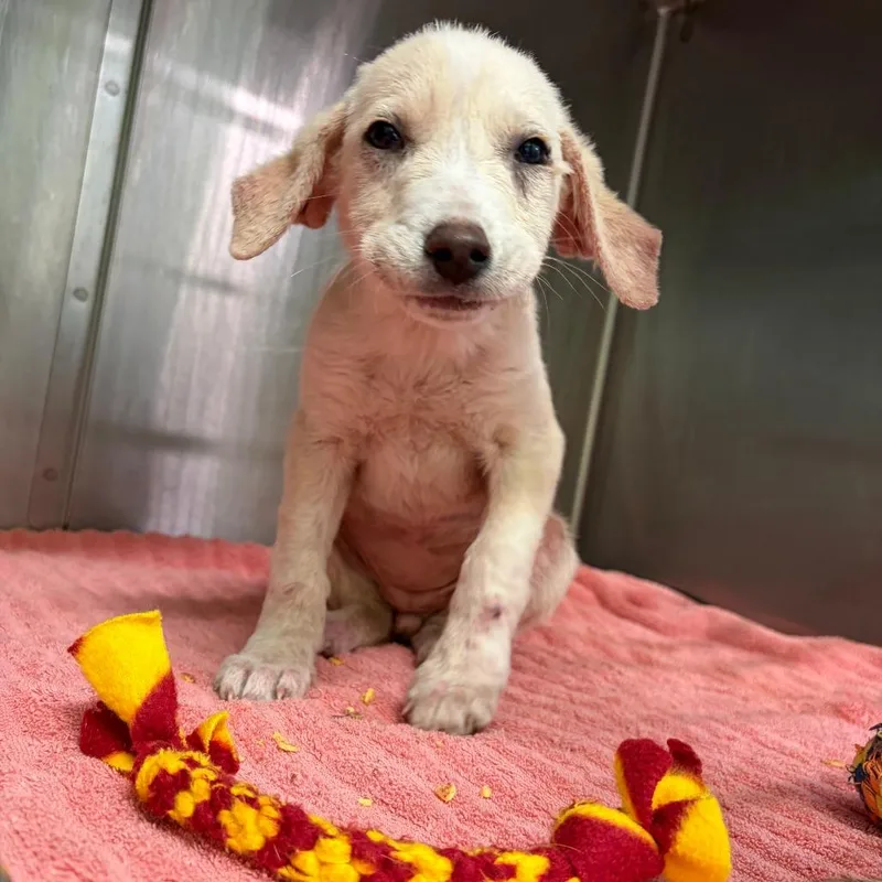 Ingrid Goes West thumbnail 4