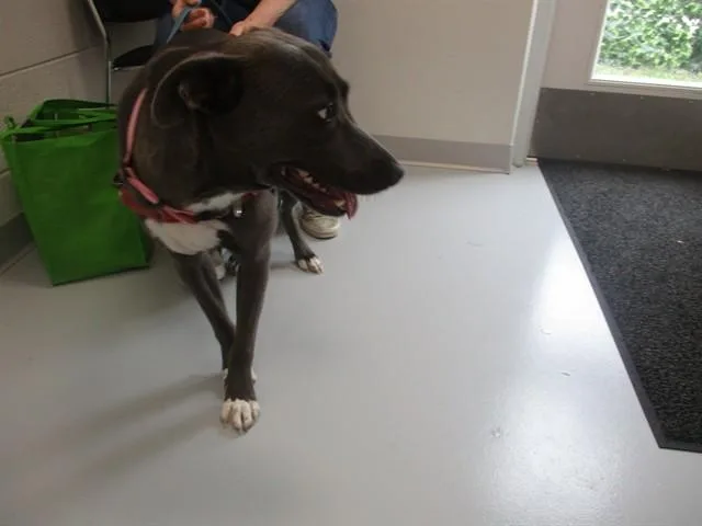 A young medium-sized female Pointer dog named Lady for adoption in Ocala, FL