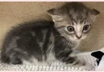 A baby medium-sized female Domestic Short Hair cat named Stormy for adoption in West Chester, PA