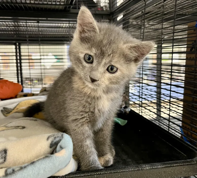 A baby medium-sized female Dilute Tortoiseshell Domestic Short Hair cat named Napkin for adoption in Seville, OH