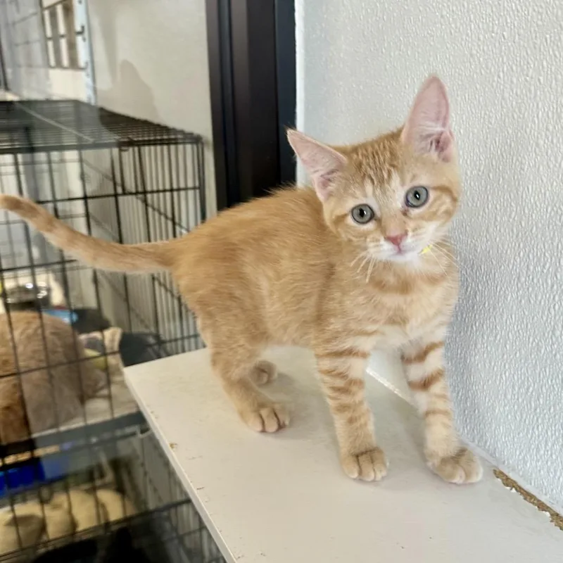 A baby small-sized female Orange / Red Domestic Short Hair cat named Arnie PL for adoption in Union, MO