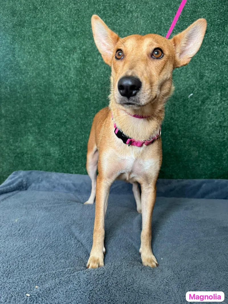 Magnolia thumbnail 2