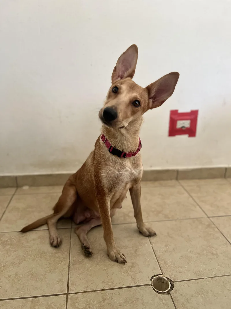 Magnolia thumbnail 3