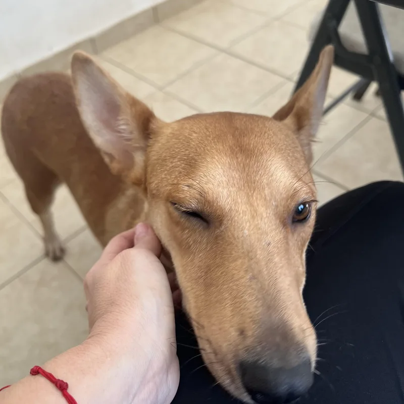 Magnolia thumbnail 4