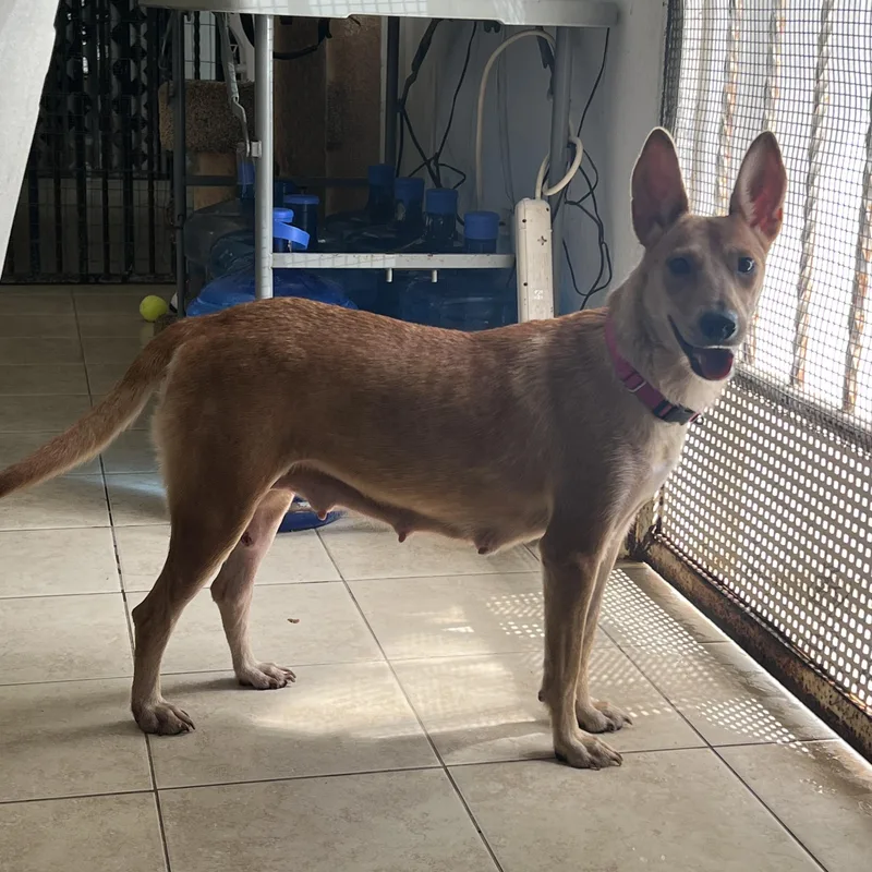 Magnolia thumbnail 5