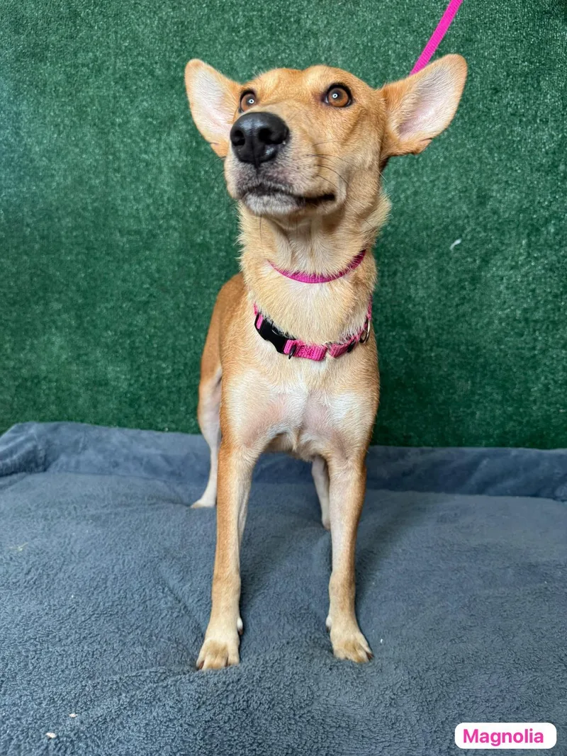 Magnolia thumbnail 6