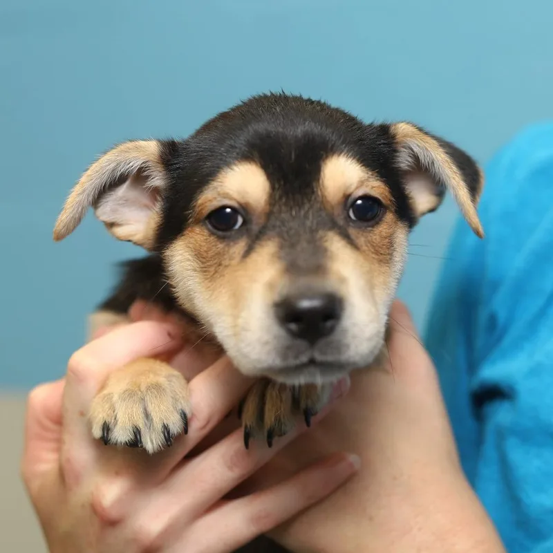 A baby small-sized female Black Mixed Breed dog named Faith for adoption in Evansville, IN