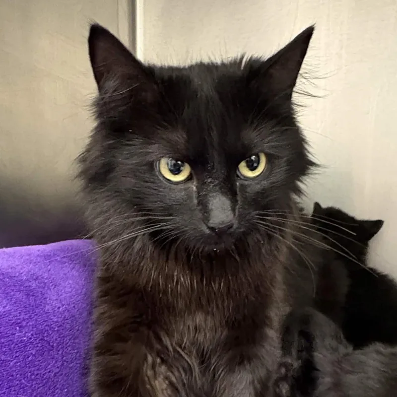 A young medium-sized female Black Domestic Medium Hair cat named Sable for adoption in Gloucester, VA
