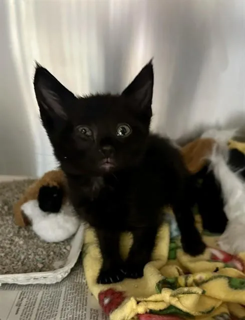 A baby small-sized male Domestic Short Hair cat named Rickie Flame for adoption in Riverside, CA