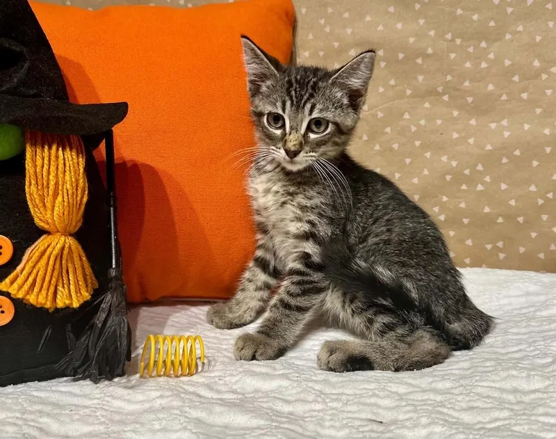 A baby small-sized male Domestic Short Hair cat named Guppy for adoption in Groveland, MA