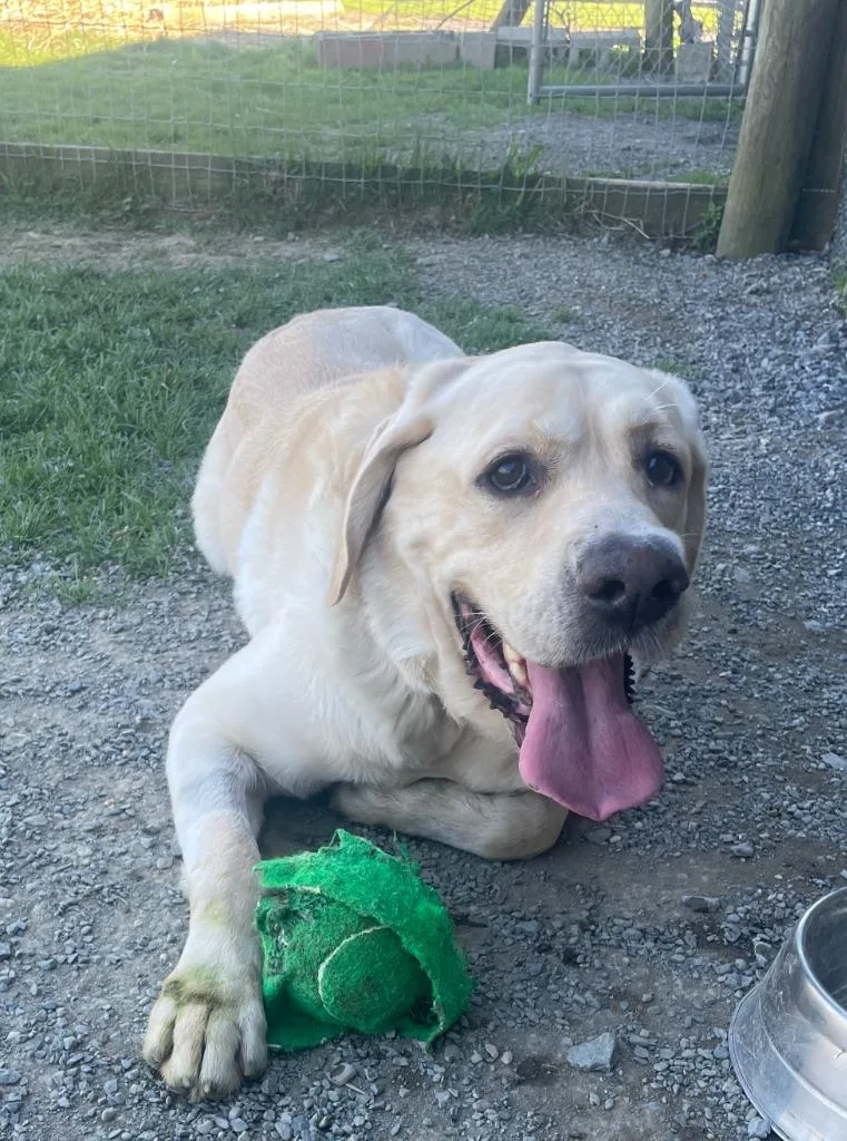 An adult large-sized male Labrador Retriever dog named Apollo Kahlo for adoption in Hudson, NY