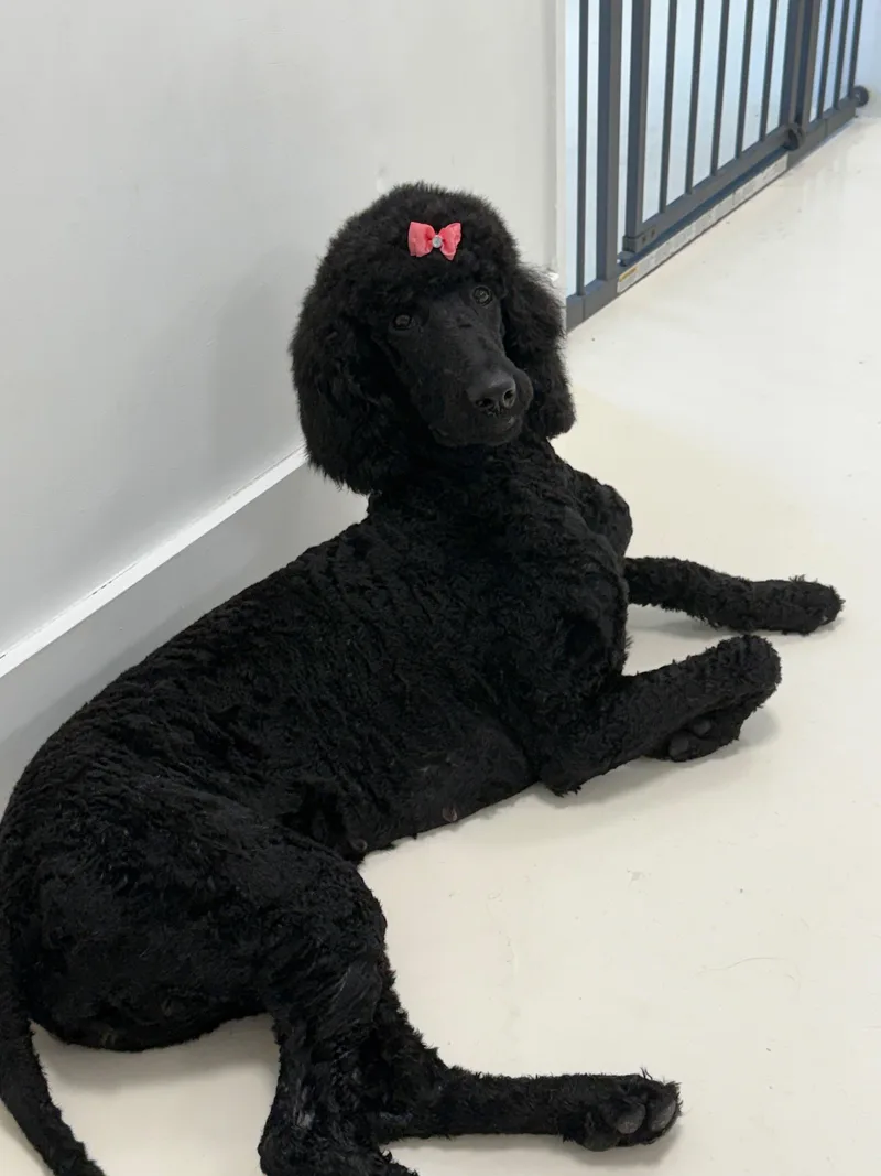 A young medium-sized female Black Standard Poodle dog named Naya for adoption in Sunrise, FL