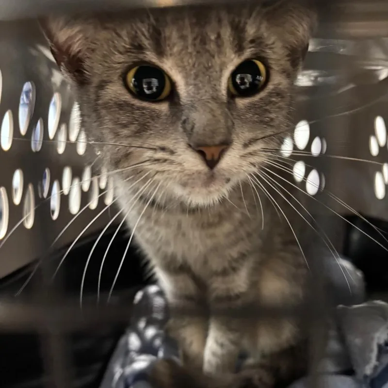 A young medium-sized female Domestic Short Hair cat named Elphaba for adoption in Allentown, PA