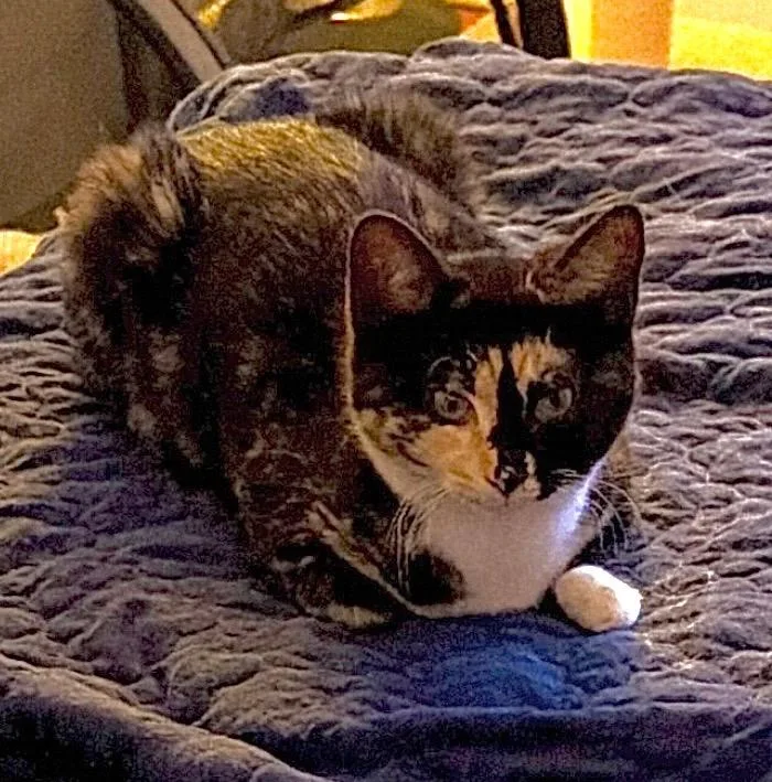 Lupin And Rose thumbnail 2