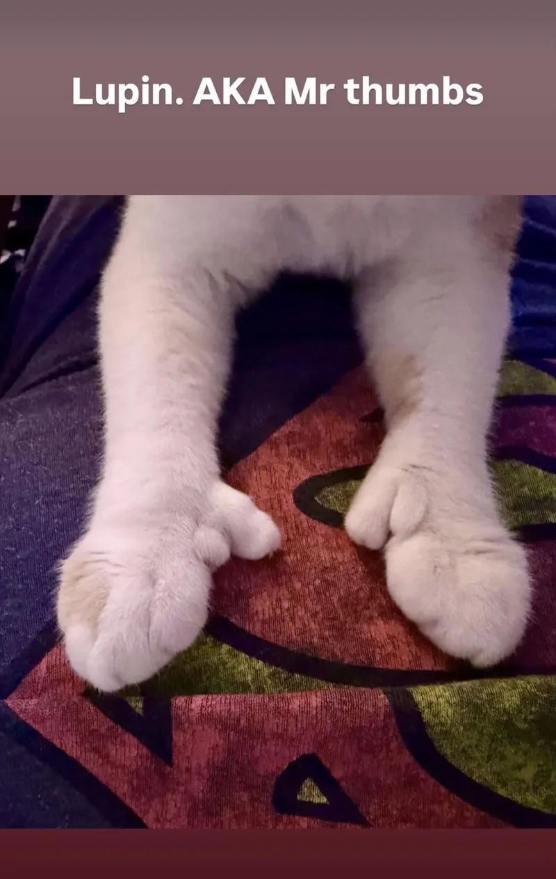 Lupin And Rose thumbnail 3