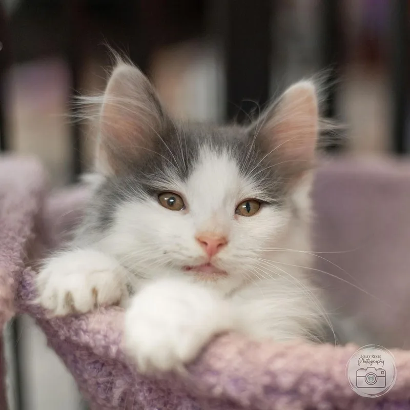 A baby medium-sized male Gray & White Domestic Long Hair cat named Hugo for adoption in Blairsville, PA