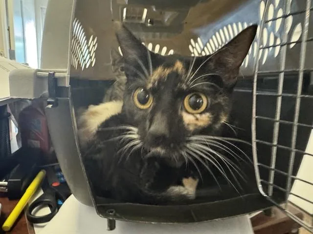 A young small-sized female Domestic Short Hair cat named Cucumber Melon for adoption in Saint Louis, MO