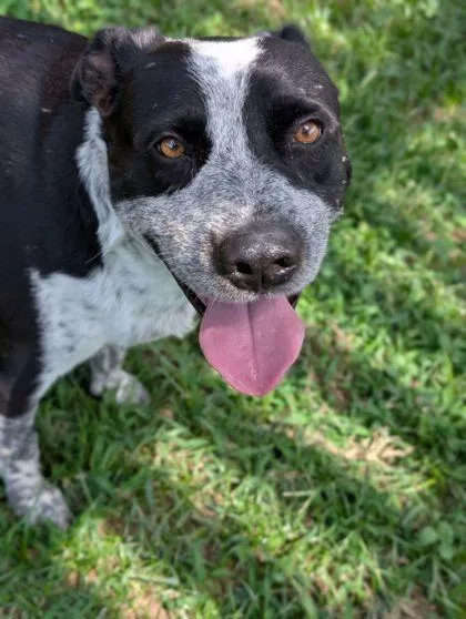 An adult large-sized male Australian Shepherd dog named Bubba for adoption in Mansfield, TX
