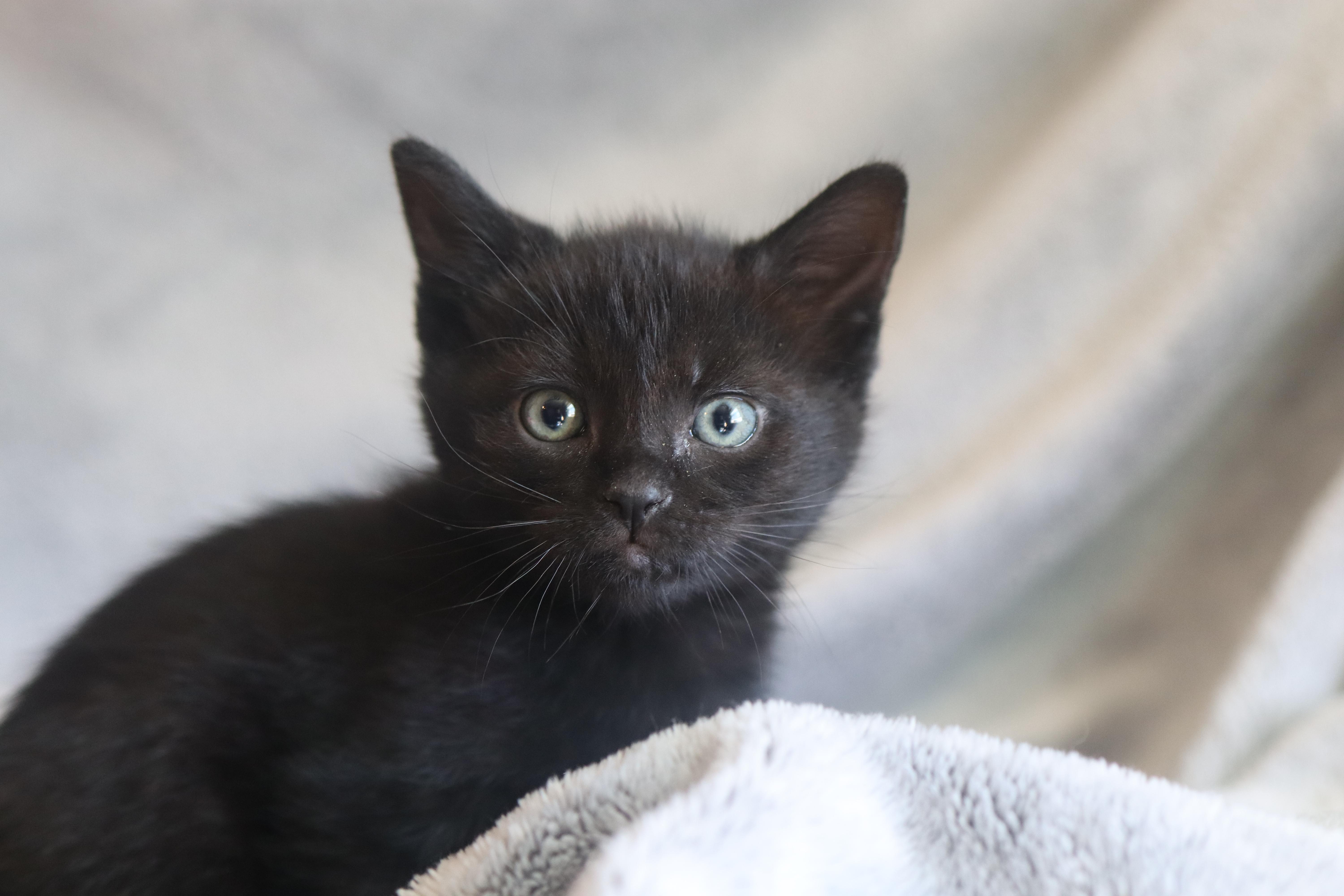 A baby medium-sized male Domestic Short Hair cat named Grimm for adoption in Franklin, TN
