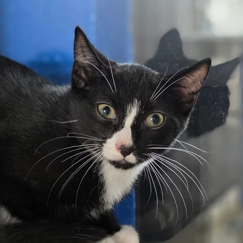 A baby small-sized male Domestic Short Hair cat named Tanner for adoption in Huntsville, AL