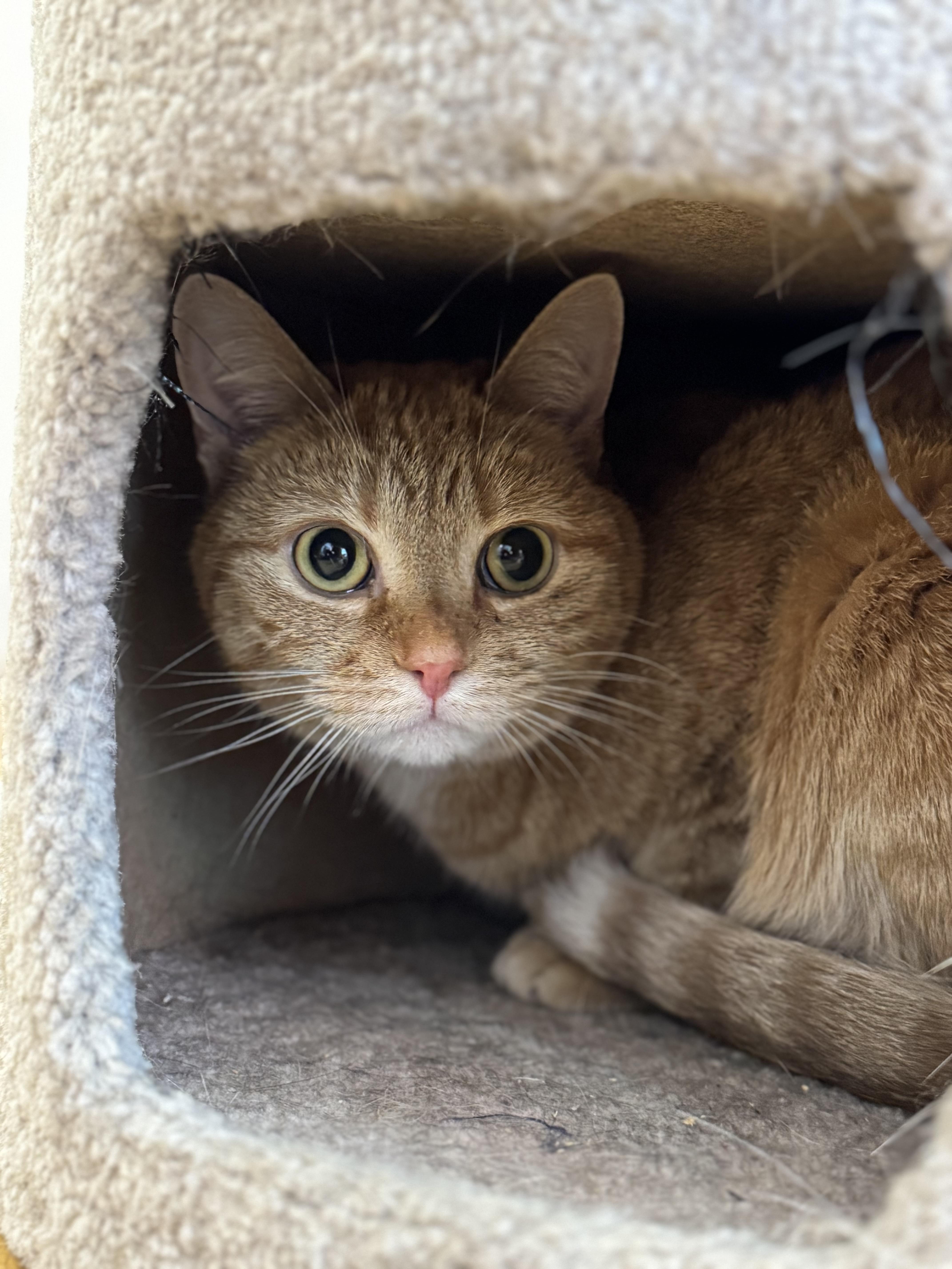 A young medium-sized female Tabby (Orange / Red) Domestic Short Hair cat named Ginger for adoption in North Haven, CT
