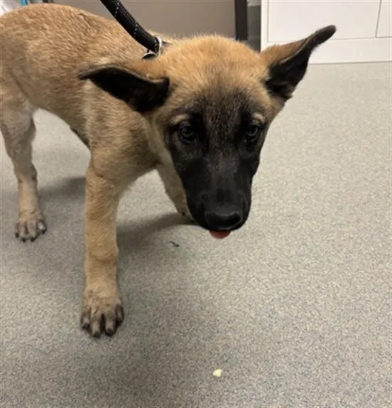 A baby small-sized female German Shepherd Dog dog named Pebbles for adoption in Ontario, CA