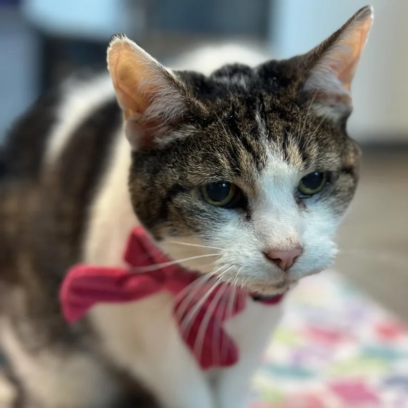 A senior medium-sized female White Domestic Short Hair cat named Mabel for adoption in Matteson, IL