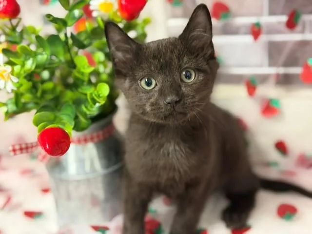 A baby small-sized female Domestic Short Hair cat named Jada for adoption in Fairfield, CA