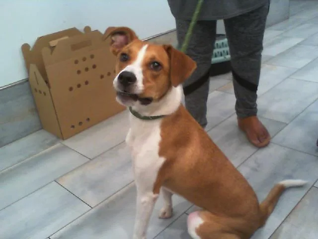 A young medium-sized male Mixed Breed dog named Astro for adoption in Charlotte, NC