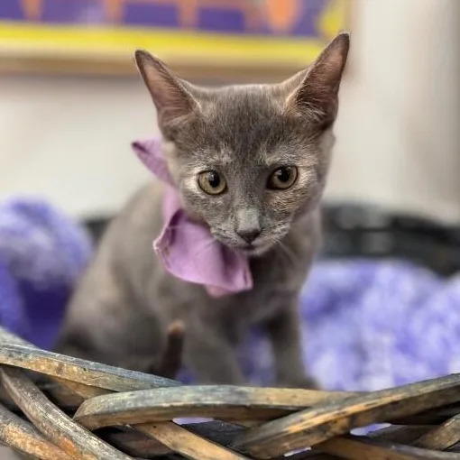 A baby medium-sized female Dilute Tortoiseshell cat named Penelope Von Whiskers for adoption in Friendswood, TX