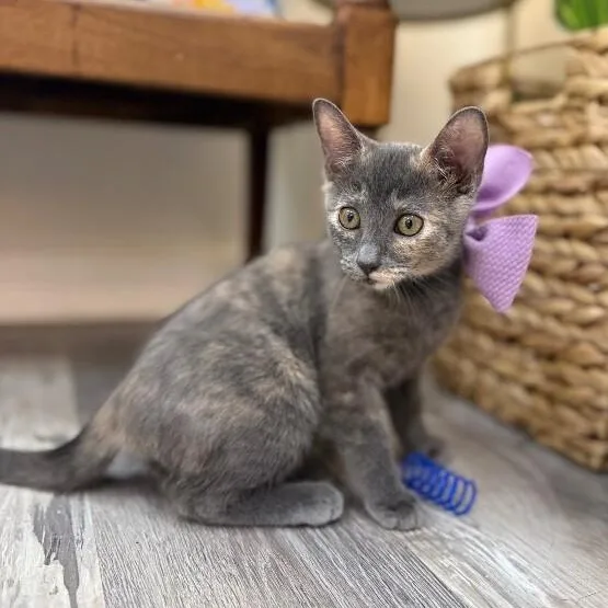Penelope Von Whiskers thumbnail 2