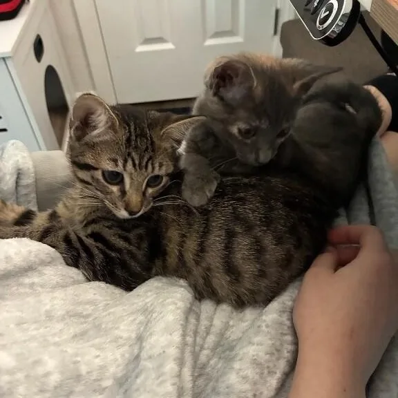 Penelope Von Whiskers thumbnail 3
