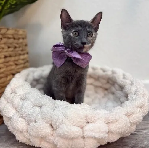 Penelope Von Whiskers thumbnail 5