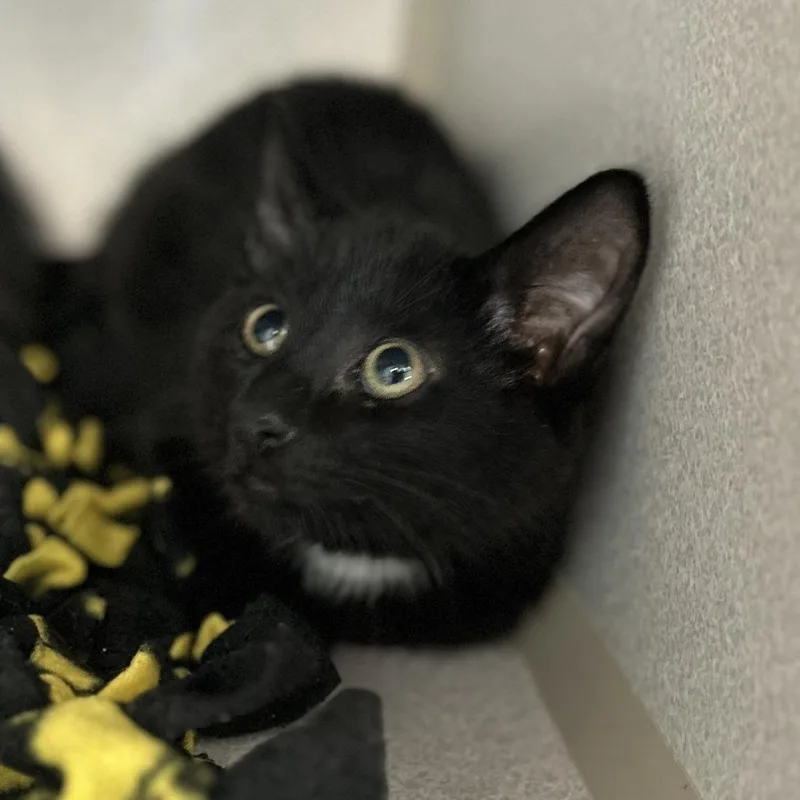 A baby medium-sized male Black Domestic Short Hair cat named Lim for adoption in Davenport, IA