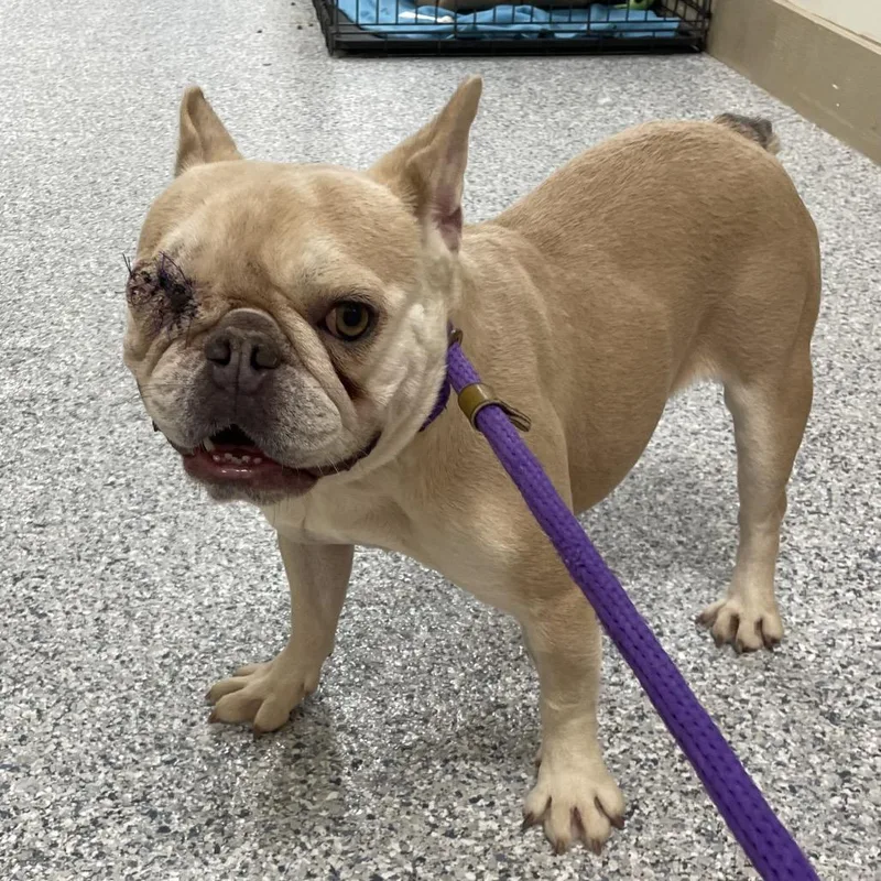 An adult small-sized female Yellow / Tan / Blond / Fawn French Bulldog dog named Girl for adoption in LOXAHATCHEE, FL