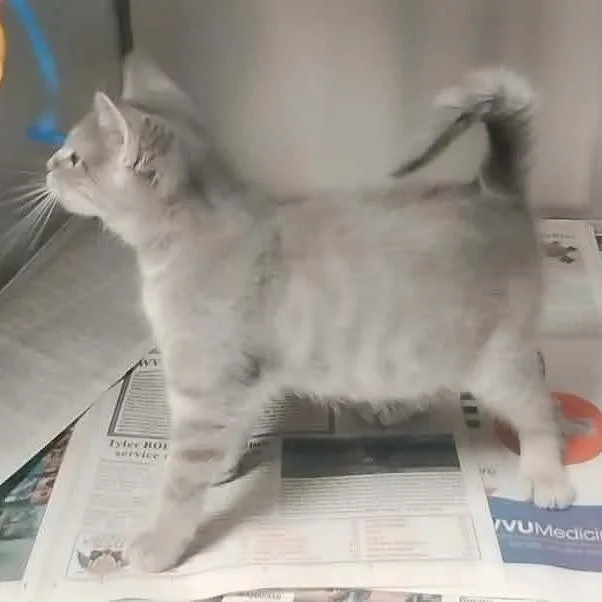 A baby small-sized female White Domestic Short Hair cat named Mary for adoption in Washington, DC
