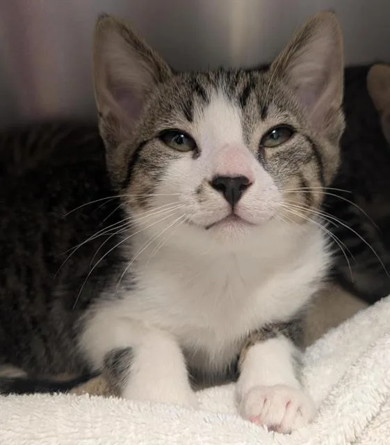 A baby small-sized male Domestic Short Hair cat named Pretzel for adoption in Sacramento, CA