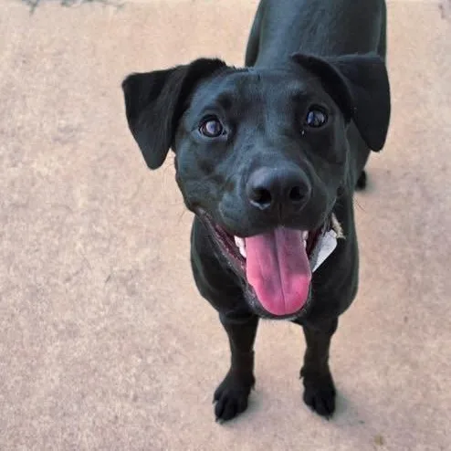 A young large-sized female Black Labrador Retriever dog named Betty for adoption in Cumberland, NC