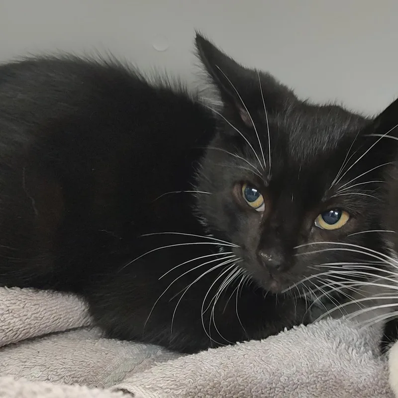 A baby small-sized male Black Domestic Short Hair cat named Tie K for adoption in Corsicana, TX