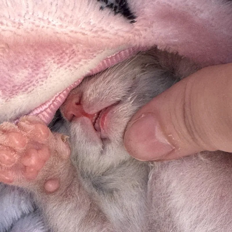 Butter Bean Wkh thumbnail 2