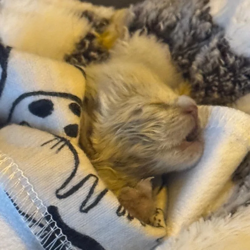 Butter Bean Wkh thumbnail 3